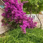 Jany Saplunara
